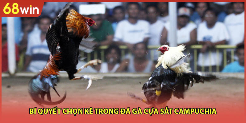 Bí quyết chọn kê trong đá gà cựa sắt Campuchia