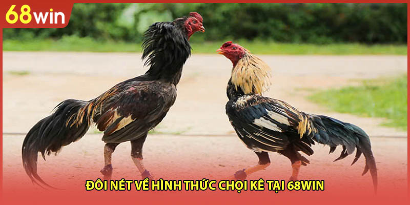 Đôi nét về hình thức chọi kê tại 68WIN