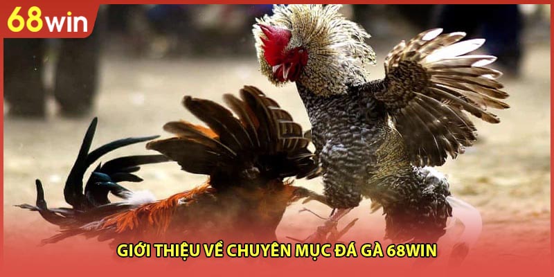 Giới thiệu về chuyên mục Đá gà 68WIN
