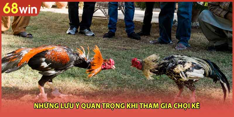 Những lưu ý quan trọng khi tham gia chọi kê 